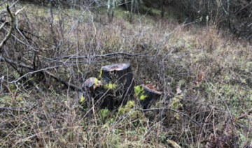 2017 Obhliadka farských lesov